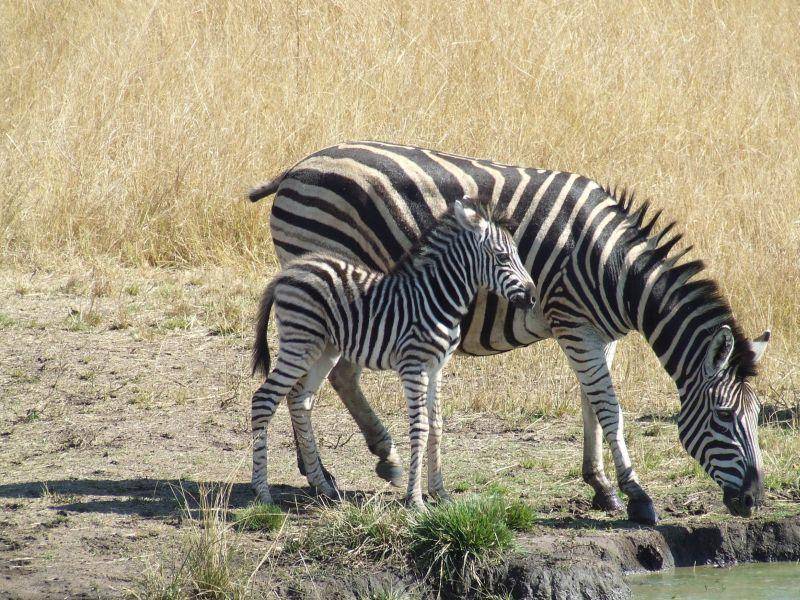 Friedliches Bild: Zebra-Fohlen mit Mama — Bild: Shutterstock / Elizevh