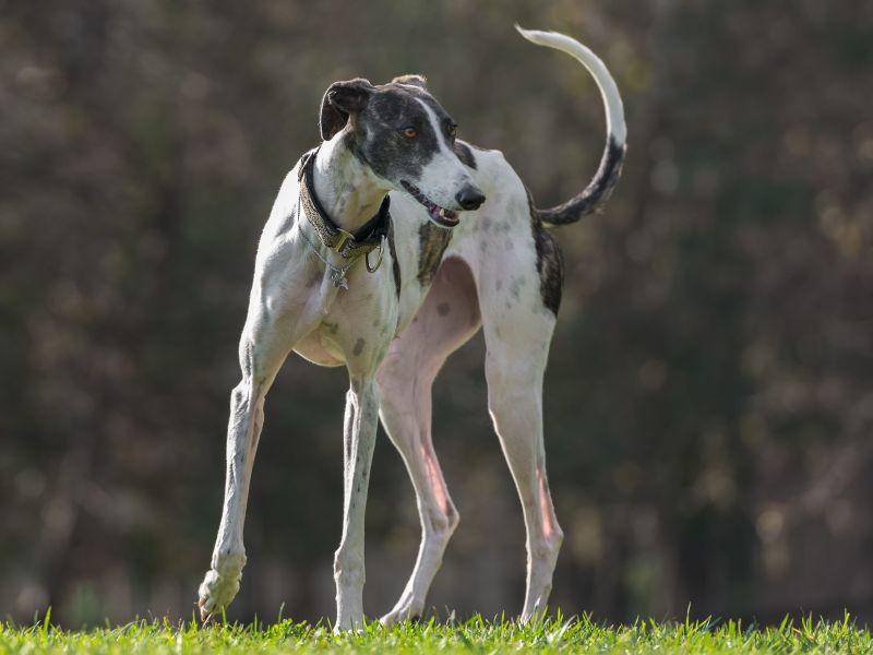 In jeder Hinsicht ein hübscher und besonderer Hund: Der Galgo Español — Bild: Shutterstock / tsik