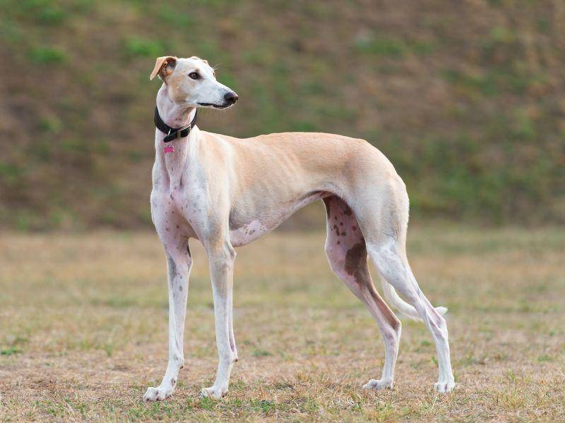Der Galgo Español ist ein sehr sanftmütiger Hund, der eine ebensolche Erziehung braucht — Bild: Shutterstock / tsik