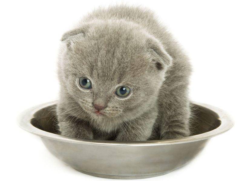 Jetzt bloß nicht die Balance in der Schüssel verlieren, süßes Katzenbaby — Bild: Shutterstock / NatUlrich