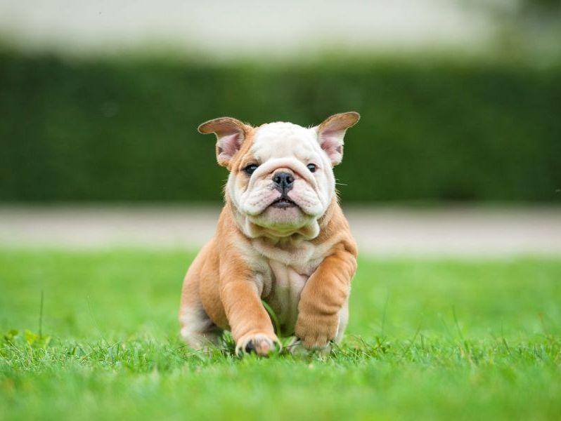 Wer sich eine Englische Bulldogge zulegt sollte darauf achten, dass sie nicht zu überzüchtet ist — Bild: Shutterstock / Rita Kochmarjova