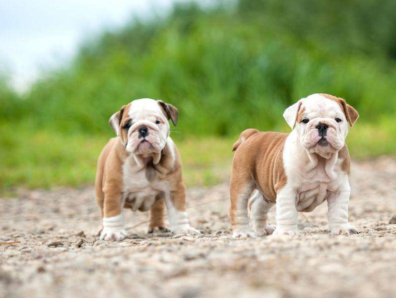 Kein Hund wie alle anderen: Die Englische Bulldogge — Bild: Shutterstock / Rita Kochmarjova