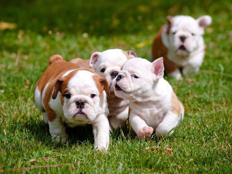 Ein schöner Ausflug nach draußen: So sehen Englische Bulldoggen in klein aus — Bild: Shutterstock / otsphoto