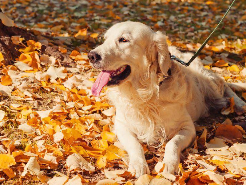 Der Golden Retriever gehört zu den mittelgroßen Hunderassen und wird bis zu 61 cm hoch. Dieser hier freut sich über das schöne Herbstlaub. – Bild: Shutterstock / Mila Atkovska