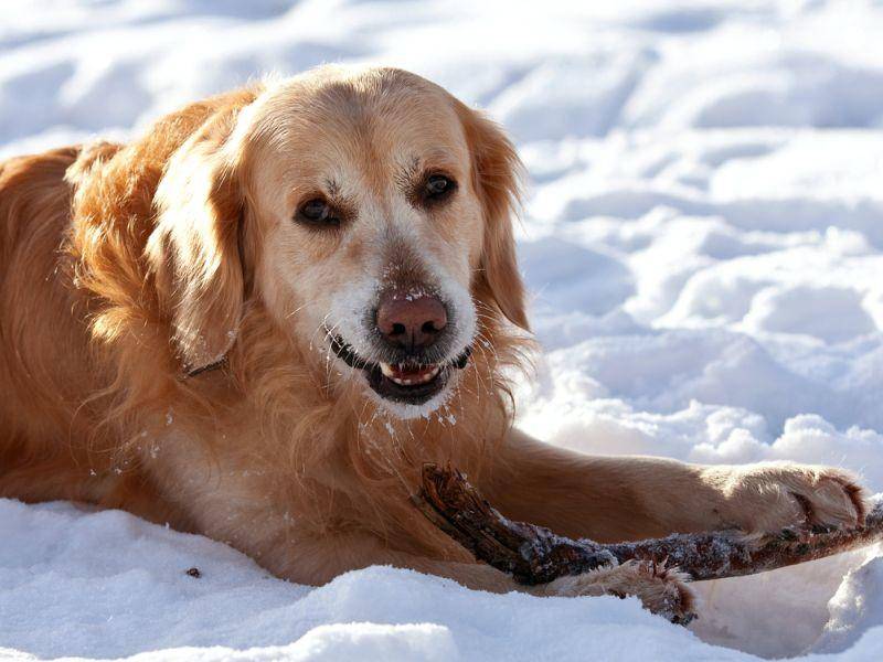 Der Golden Retriever ist ein Hund für alle Wetterlagen. Dieser hier hat wohl grad im Schnee gespielt. - Bid: Shutterstock / Nataliya_Ostapenko