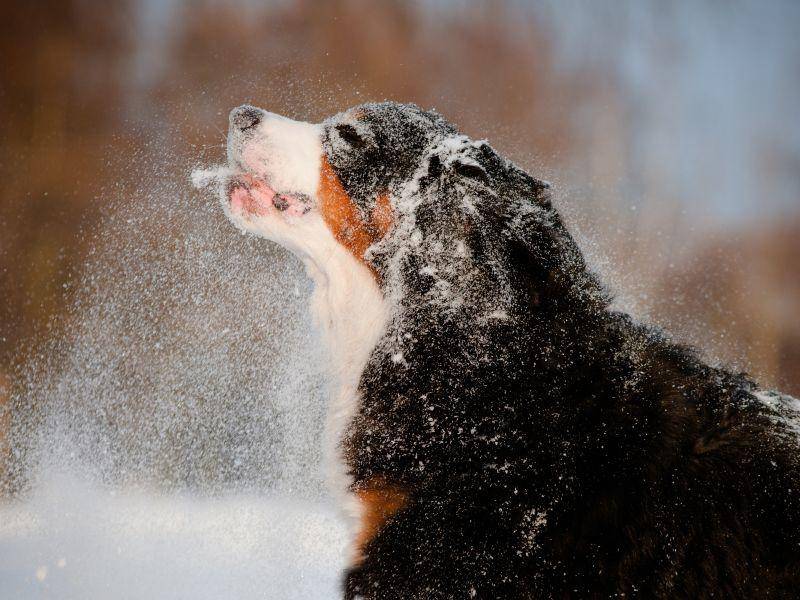 Das Lieblingswetter des Berner Sennenhund ist der Schnee. Bei kalten Temperaturen fühlt er sich mit seinem dichten Fell einfach am wohlsten — Bild: Shutterstock / otsphoto