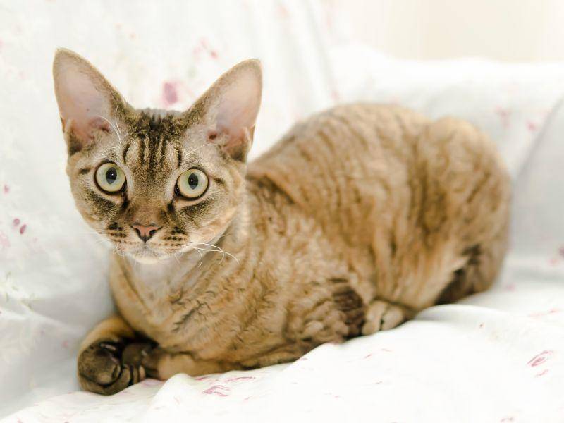 Sie ist eine besondere Katze, aber wer sie kennt, der liebt die Devon Rex! — Bild: Shutterstock / Berlina