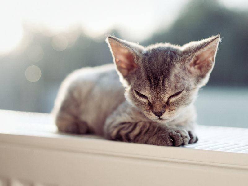 Eine Baby-Devon Rex: Das Fell der schönen Katze besteht übrigens fast nur aus Unterwolle — Bild: Shutterstock / Veera