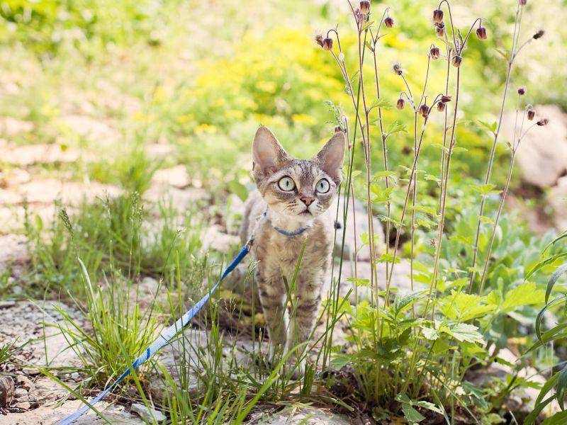 Die Devon Rex mag keine Kälte. An warmen Tagen genießt sie aber auch gerne mal den Garten — Bild: Shutterstock / Veera