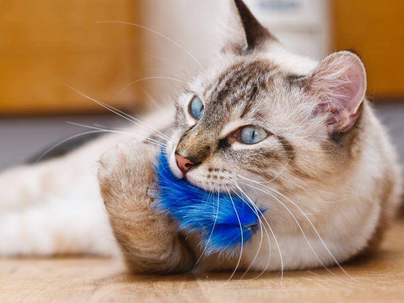Die gutmütige Birma-Katze ist verspielt, freundlich und kinderlieb — Bild: Shutterstock / Xseon