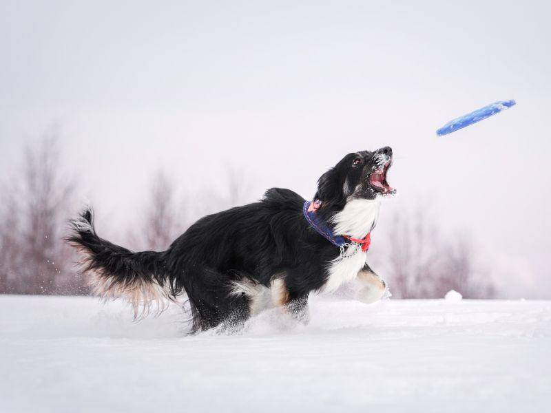 Frisbee spielen bei Schnee und Eis: Einfach toll! – Bild: Shutterstock / Anna Tyurina