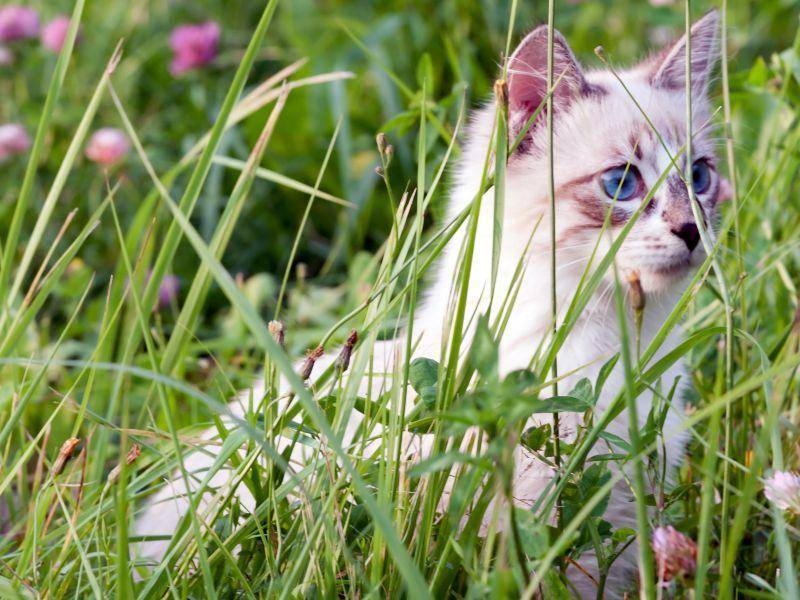 Freigänger-Katzen werden vor allem im Frühling rollig – Bild: Shutterstock / Ivan1981Roo