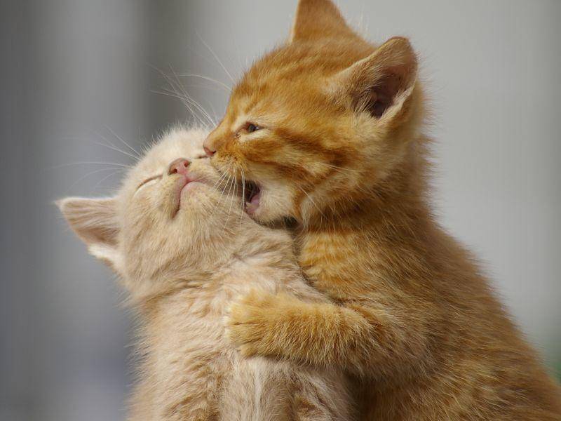 Toben mit den Katzenbaby-Geschwistern, das macht Spaß! — Bild: Shutterstock / UrbanImages