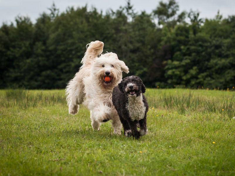 Verspielt und kinderlieb eignet er sich als Zweit- und Familienhund — Bild: Shutterstock / Daz Brown Photography