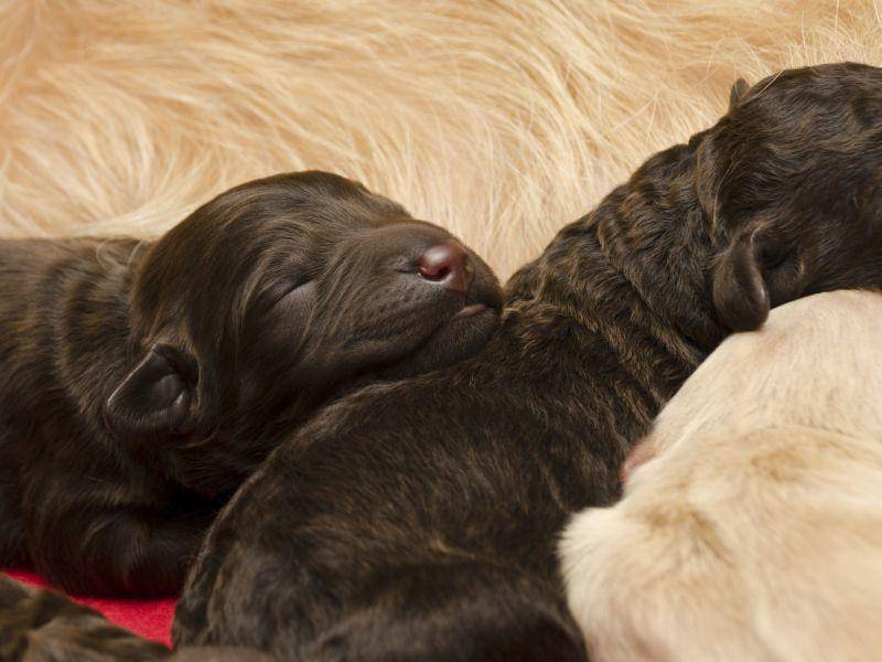 Noch ist der Labradoodle keine anerkannte Hunderasse. Aber das kann ja noch werden! — Bild: Shutterstock / Gordo25