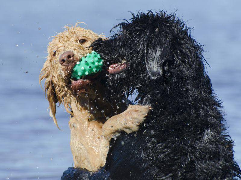 Einen zweiten Hund zum Spielen findet der Labradoodle klasse! — Bild: Shutterstock / Gordo25