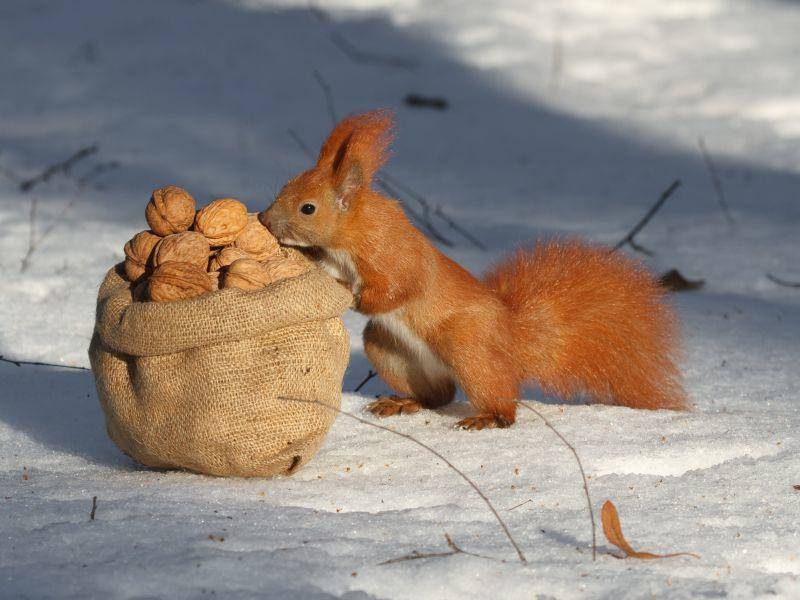 So kennen und lieben wir Eichhörnchen: Beim Nüsse sammeln und futtern – Bild: Shutterstock / FomaA