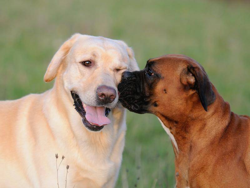 "Freunde für immer!": Deutscher Boxer und Labrador Retriever – Bild: Shutterstock / AnetaPics