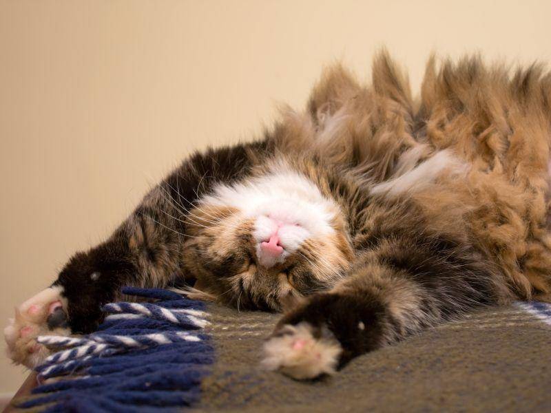 Und auch besonders flauschige Katzen lieben es, sich zu strecken – Bild: Shutterstock / eZeePics Studio