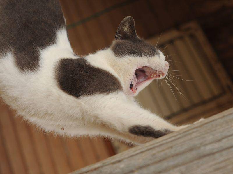 Auch diese gescheckte Katze ist schrecklich müde und in der Stimmung, sich mal auszustrecken – Bild: Shutterstock / Shani Rubin