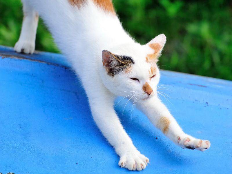 Ein süßes Kätzchen macht Frühgymnastik auf Nachbars Dach – Bild: Shutterstock / con Cheng