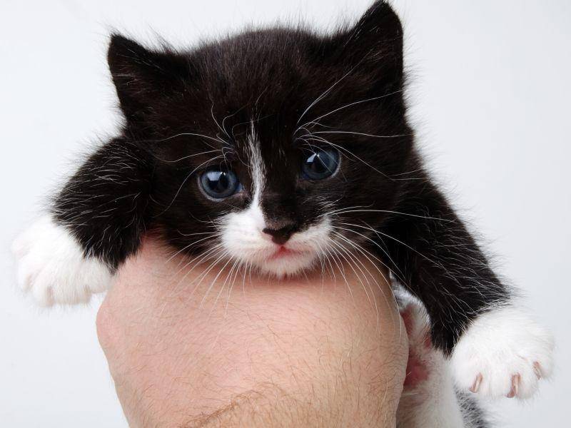 Hallo kleiner Mann! Erstes Foto für ein Kuhmuster-Katzenbaby – Bild: Shutterstock / tescha555