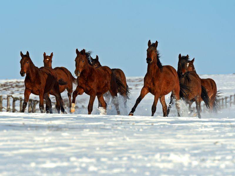 Pferde-Winter