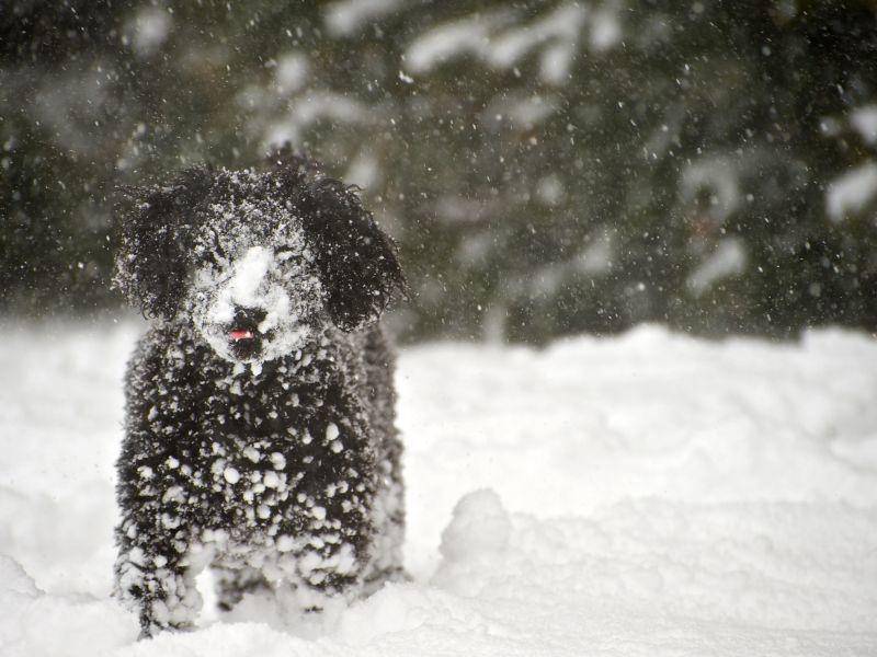 Mit seinem wolligen Fell ist der Pudel im Winter fast immer zum Spielen im Schnee aufgelegt – Bild: Shutterstock / KellyNelson