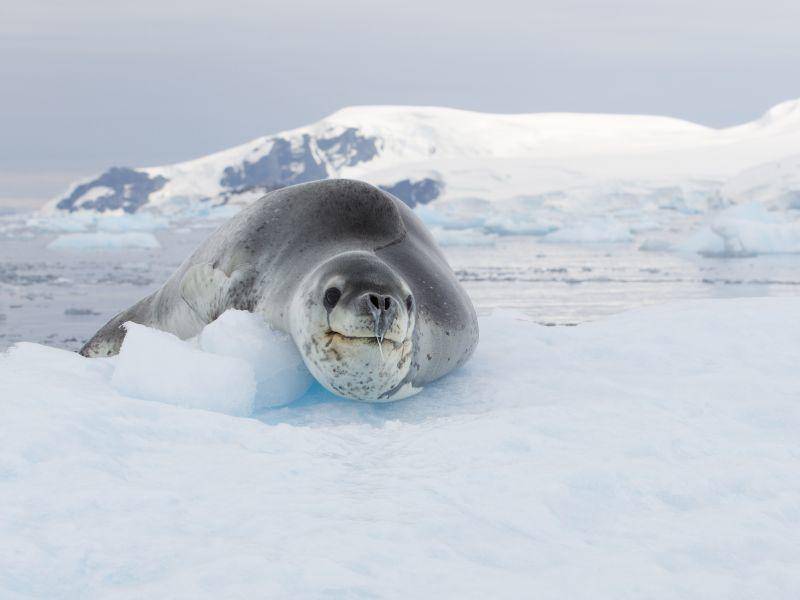 Ein schöner Anblick: Süße Robbe in winterlicher Landschaft – Bild: Shutterstock / Stephen Lew