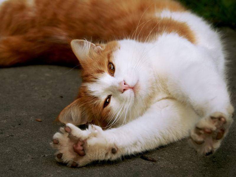 Das sieht gemütlich aus! Eine rote Katze streckt sich nach Herzenslust – Bild: Shutterstock / Nataliya_Ostapenko