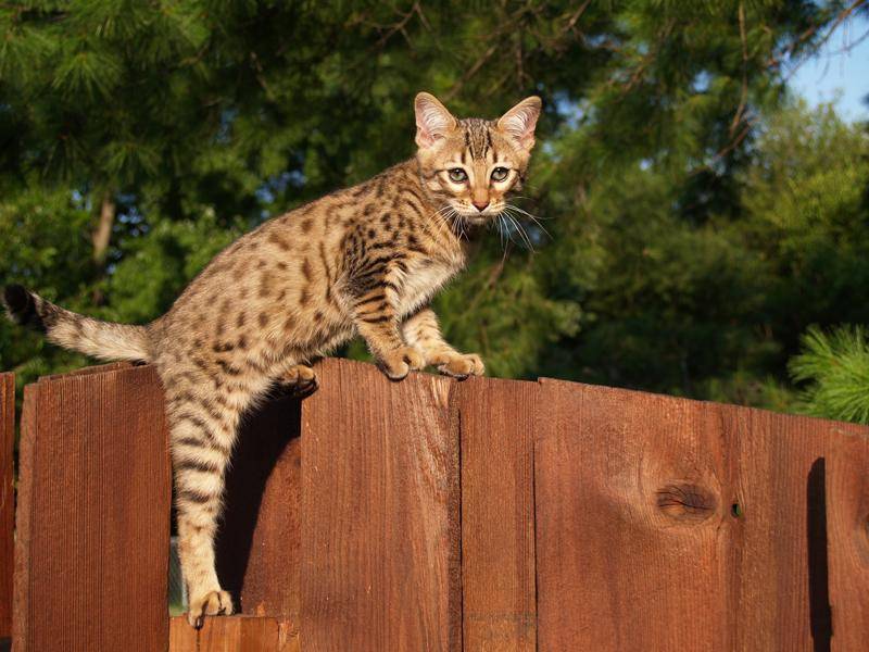 Die Savannah-Katze hat ein freundliches und verspieltes Wesen – Bild: Shutterstock / Lindasj22