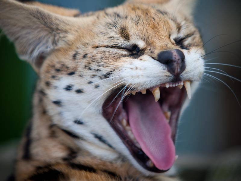 Kann gähnen wie eine Savannah-Katze: der wilde Serval – Bild: Shutterstock / NatesPic