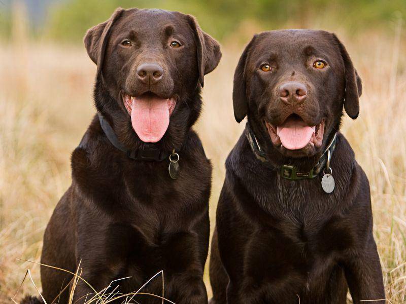 Schönes Doppelpack: Zwei schokobraune Labradore – Bild: Shutterstock / JPagetRFPhotos