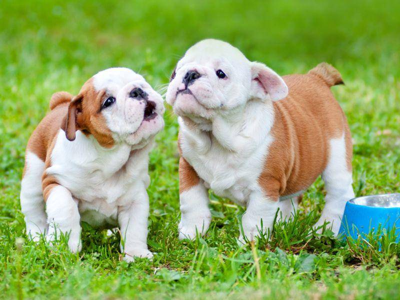 Süße Bulldoggen-Geschwisterchen: Wer wirft uns denn mal den Ball? – Bild: Shutterstock / otsphoto