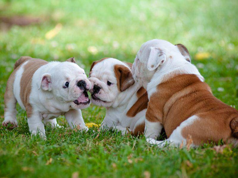 Kleine Englische Bulldoggen-Besprechung auf dem Rasen – Bild: Shutterstock / otsphoto