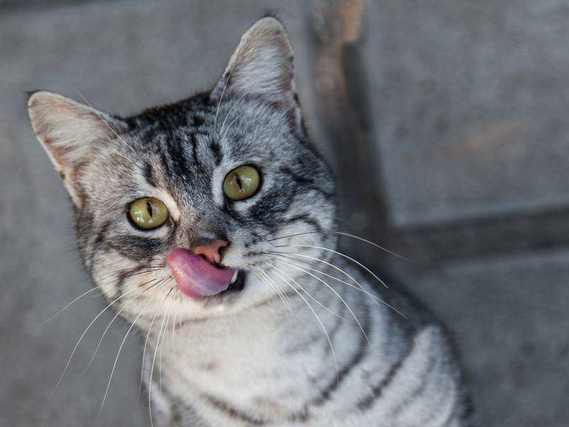 "Kurze Frage, wann gibt's Essen?", möchte diese Katze wissen – Bild: Shutterstock / Vadym Zaitsev