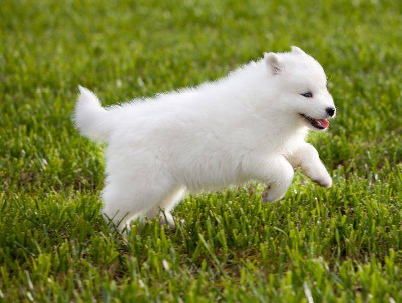 Der Samojede ist ein liebenswerter Hund und das sieht man ihm auch an – Bild: Shutterstock / TatyanaPanova