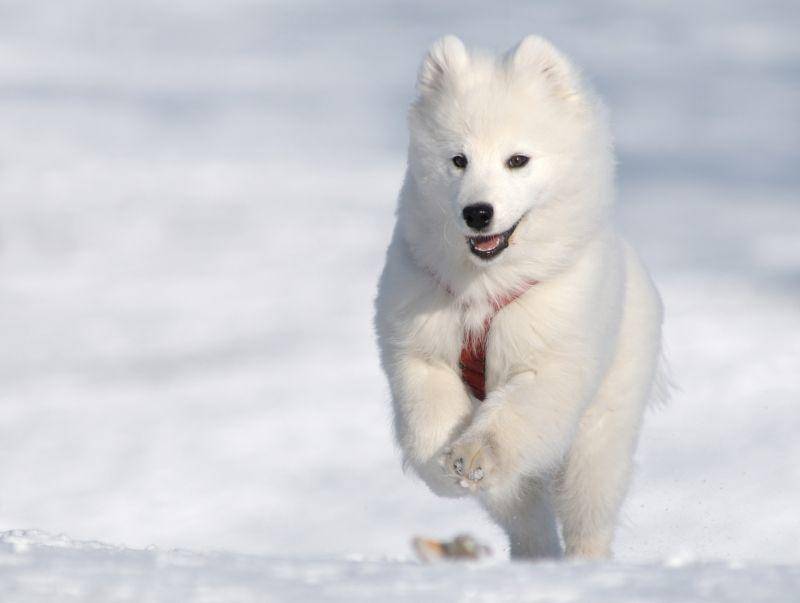 Beim Spielen im Schnee ist der Samojede in seinem Element – Bild: Shutterstock / Abramova Kseniya