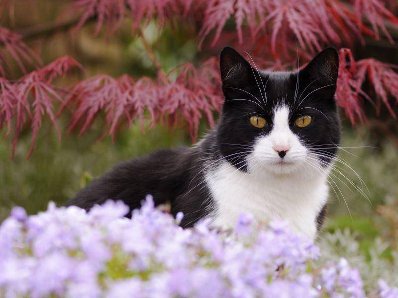 Platz 10: Charly ist nicht nur ein süßer, sondern auch ein schöner Katzenname und war 2013 ausgesprochen beliebt – Bild: Shutterstock / Bildagentur Zoonar GmbH