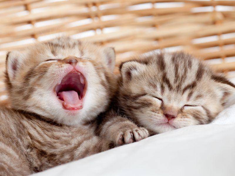 Und für einen guten Schnappschuss müssen sich Britisch Kurzhaar Katzen kaum bemühen – Bild: Shutterstock / Oksana Kuzmina