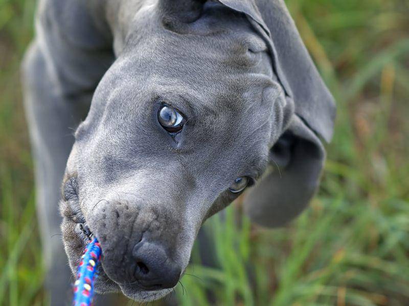 Eine faszinierende Deutsche Dogge in der Farbvariante Blau – Bild: Shutterstock / Rey Kamensky