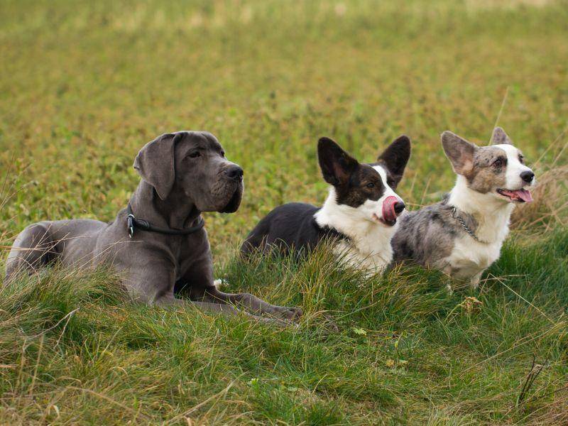 Mit anderen Hunden versteht sich die verträgliche Deutsche Dogge normalerweise super – Bild: Shutterstock / MF-Photo