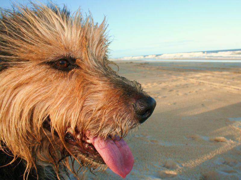 Irische Wolfshunde sind ruhige, friedliche und gesellige Hunde – Bild: Shutterstock / Poppography