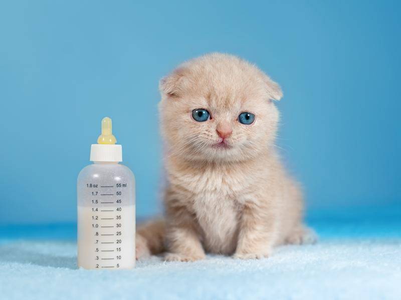 Das süße Kätzchen wartet aber brav. – Bild: Shutterstock / vvvita