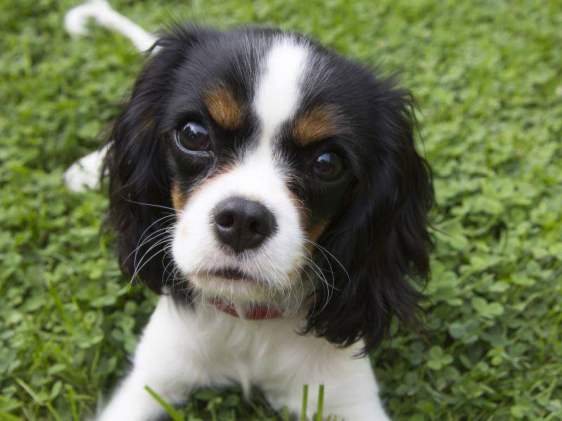 Cavalier King Charles Spaniel haben wunderschöne, treue Hundeaugen – Bild: Shutterstock / Fotyma