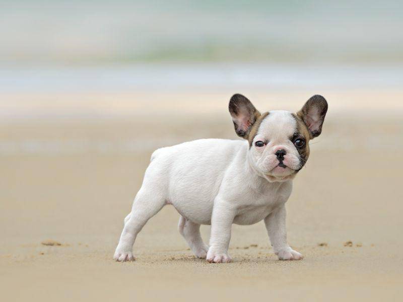 Knuffig: Französische Bulldogge mit besonders großen Ohren – Bild: Shutterstock / tsik
