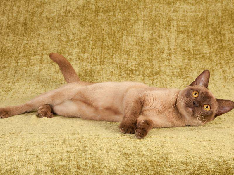 Die Burma-Katze ist verspielt und lässt sich gewöhnlich den ein- oder anderen Streich einfallen – Bild: Shutterstock / Linn Currie