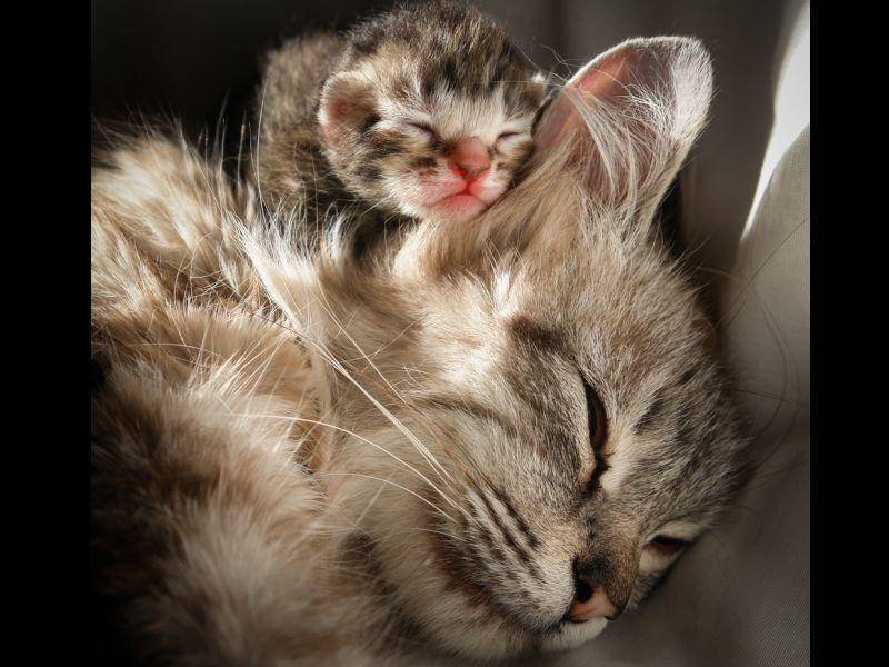 Und noch eine ganz besonders kuschelige Katzenfamilie zum Schluss: Das wars! – Bild: Shutterstock / Orhan Cam