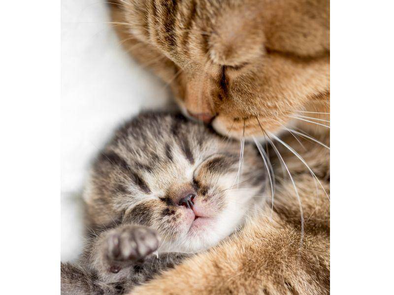 Pssst, nicht aufwecken: Dieses kleine Katzenbaby braucht seinen Schlaf um groß und stark zu werden – Bild: Shutterstock / Andrey_Kuzmin