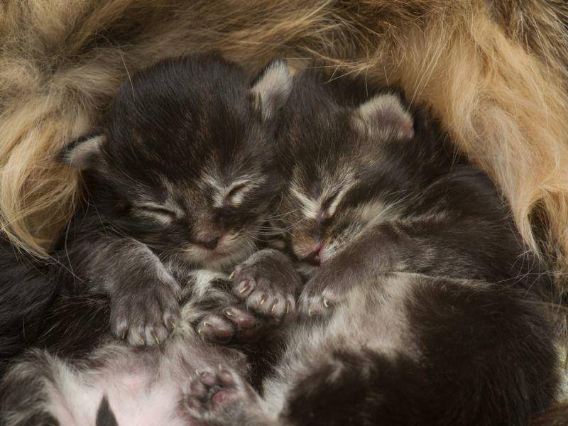 Eingekuschelt in Mamas Katzenfell finden es diese zwei Katzen-Geschwister am gemütlichsten – Bild: Shutterstock / Elena Butinova